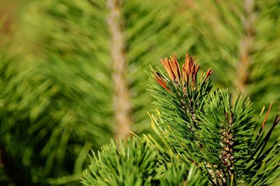 Close-up of pine tree