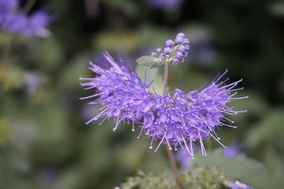 Close-up of purple flowering plant