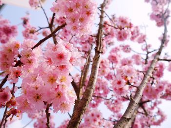 Low angle view of cherry blossom tree