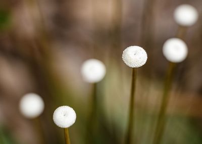 Close-up of white flower buds on land