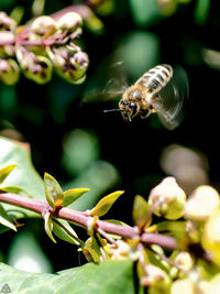 Close-up of bee on plant