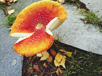 Close-up of fly agaric mushroom