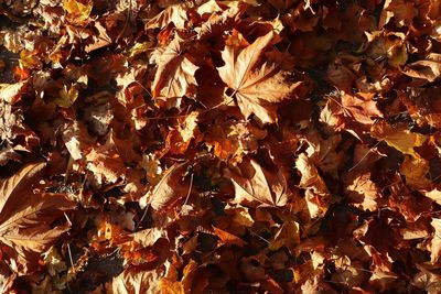 Full frame shot of dried autumn leaves