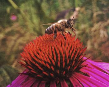 Close-up of honey bee on coneflower