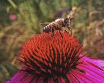 Close-up of honey bee on coneflower
