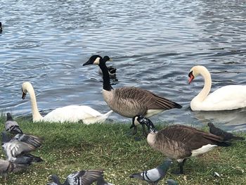 Swans on lake