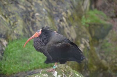 Close-up of bird perching on rock