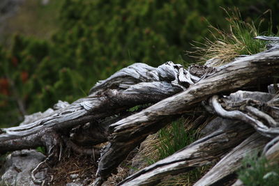 Close-up of tree trunk