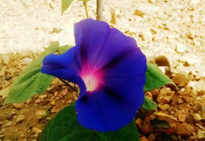 Close-up of purple flowers