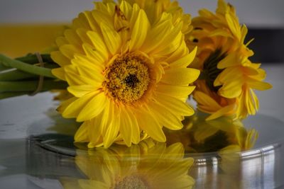 Close-up of yellow flower