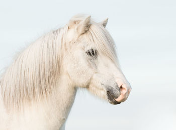 Side view of horse against white background