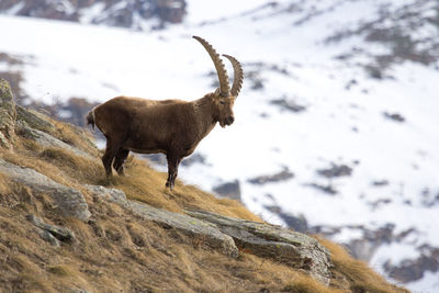 Ibex in mountain