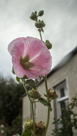 Close-up of pink flower blooming against sky