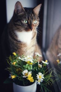 Close-up of cat sitting by window at home