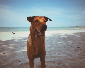 Close-up of dog standing on beach against clear sky