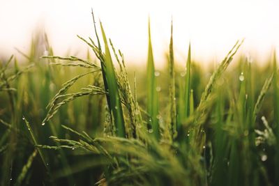 Close-up of wheat growing on field