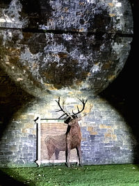 Deer on wall