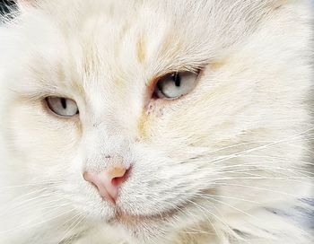 Close-up portrait of cat