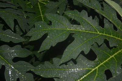 Full frame shot of wet leaves