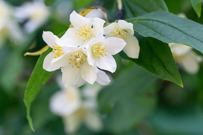 Close-up of white flowering plant