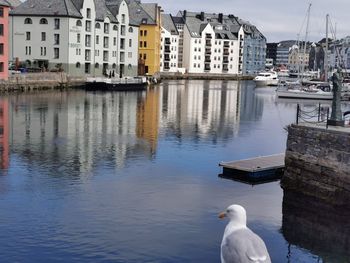 Seagull on a canal