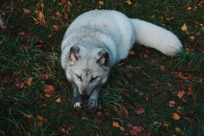 High angle view of dog relaxing on field