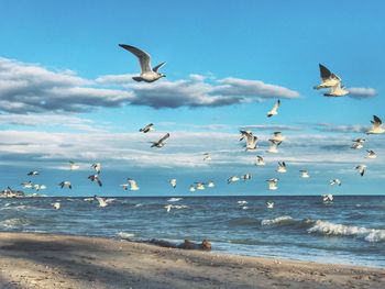 Seagulls flying over sea against sky