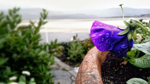 Close-up of purple flowers