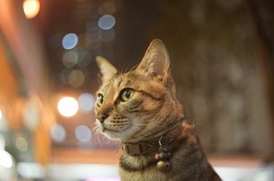 Close-up of tabby cat