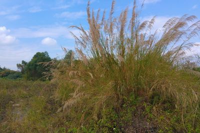 Close-up of plants against sky