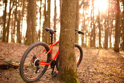 An orange bicycle with 29-inch wheels stands near a tree in the forest in the sunlight. 