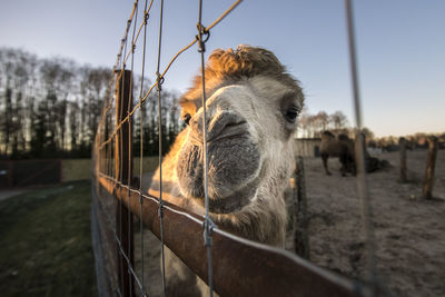 Close-up of giraffe in cage