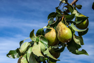Low angle view of apples on tree against sky