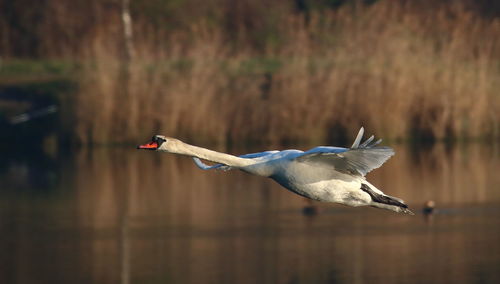 Bird flying over lake