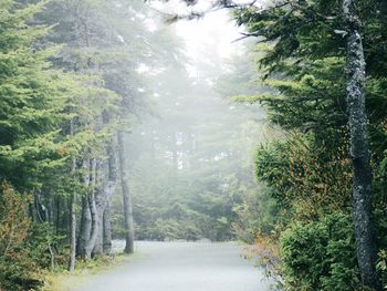 Trees in forest