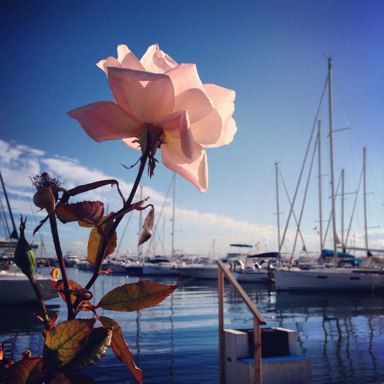 water, sky, nautical vessel, moored, boat, nature, beauty in nature, transportation, sea, flower, plant, lake, reflection, tranquility, blue, no people, leaf, outdoors, stem, mode of transport