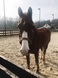 Horse standing by tree against sky