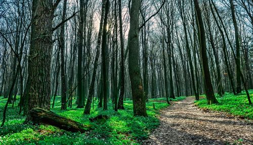 Trees in forest