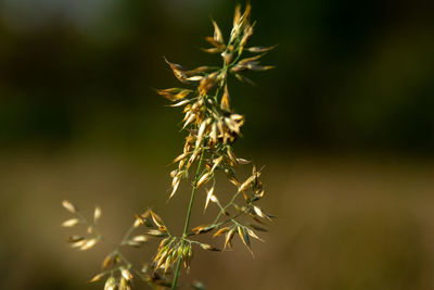 Close-up of plant