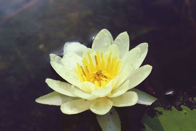 Close-up of water lily blooming outdoors
