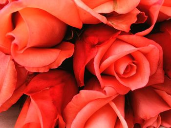 Full frame shot of red flowering plant