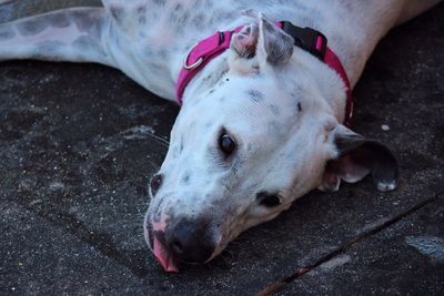 Close-up portrait of a relaxed dog