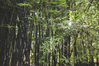 Close-up of bamboo plants growing in forest