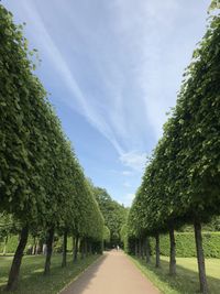 Footpath amidst trees against sky