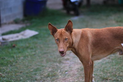 Portrait of a dog on field