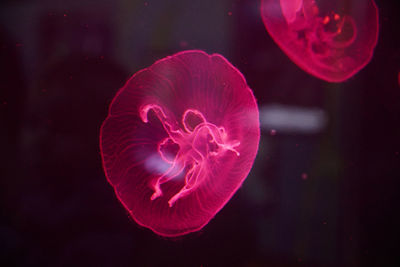 Close-up of jellyfish swimming in sea