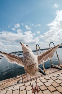 Seagulls flying over sea against sky