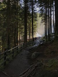 Trees in forest