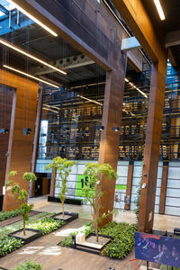 Potted plants on window of building