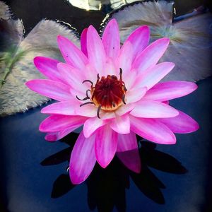 Close-up of pink lotus water lily